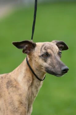 Schaul. Nylon 2 Schlaufen 120/5 Schwarz -Katzen Hundebedarf Geschäft 02251.100 3