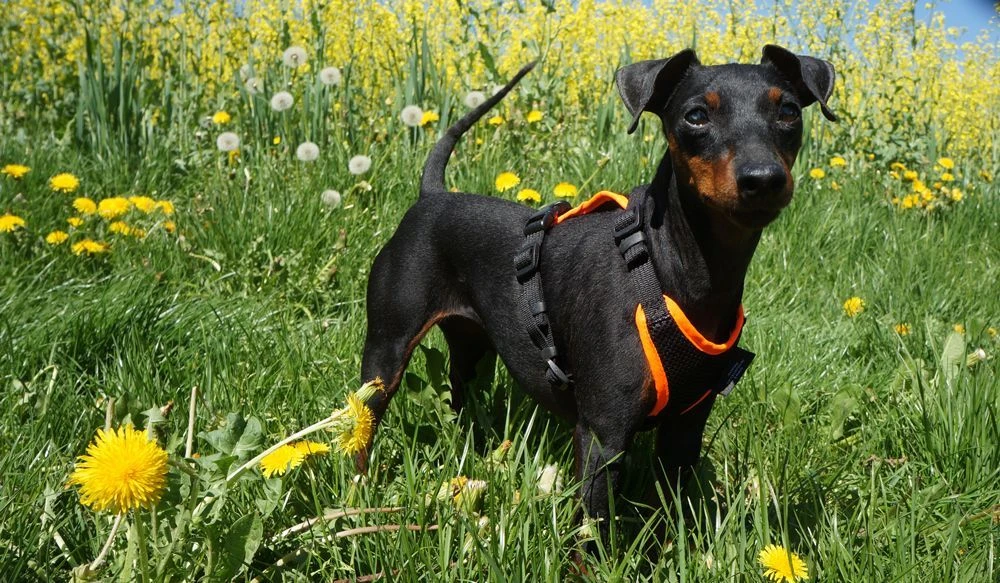 Grossenbacher Welpengeschirr Mit Klickverschluss 4 Grossenbacher Welpengeschirr Mit Klickverschluss – Bild 2