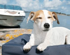 Bia Überzug OUTDOOR -Katzen Hundebedarf Geschäft 03725.out 17