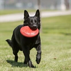 KONG Flyer Frisbee 22cm -Katzen Hundebedarf Geschäft 04471 3