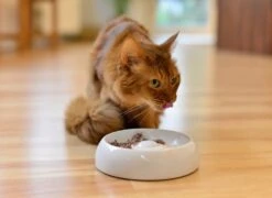 Lucky-Kitty Keramik Napf M 18 Cm