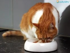 Lucky-Kitty Keramik Napf M 18 Cm -Katzen Hundebedarf Geschäft 1602.M 2