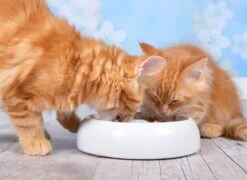 Lucky-Kitty Keramik Napf M 18 Cm -Katzen Hundebedarf Geschäft 1602.M 3