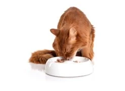 Lucky-Kitty Keramik Napf M 18 Cm -Katzen Hundebedarf Geschäft 1602.M 4