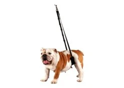 Show Tech Comfort Bauchgurt