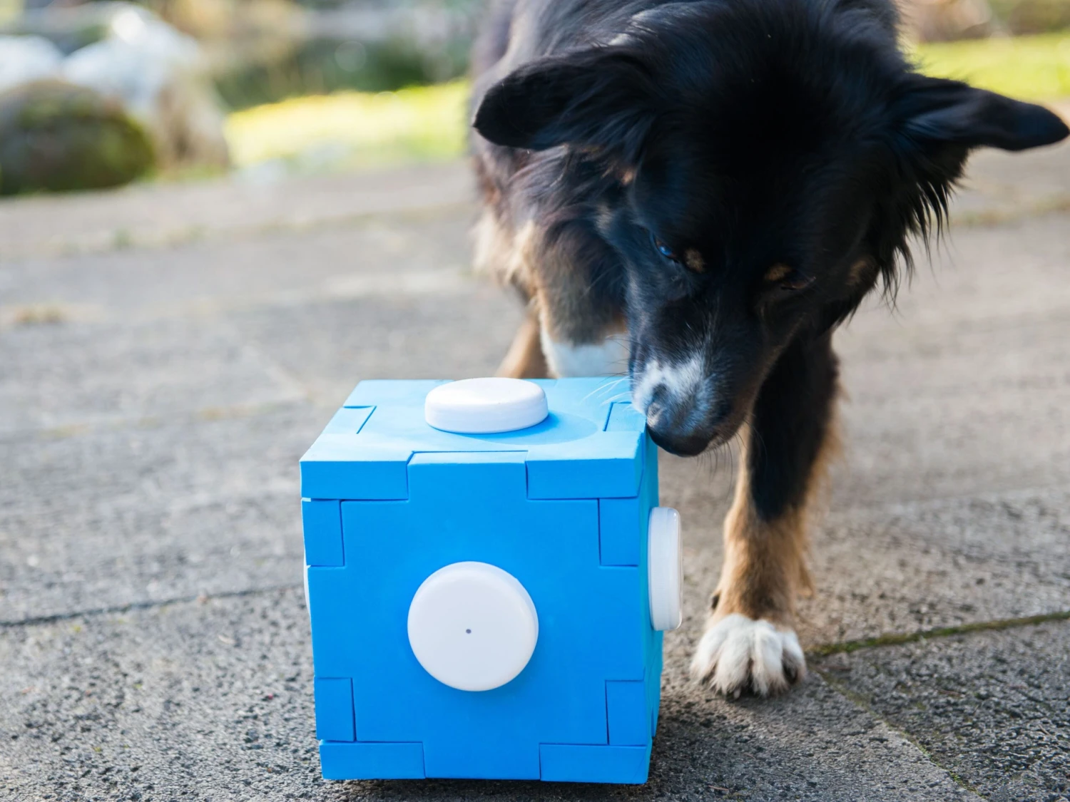 Procyon Schnüffel Würfel 4 Procyon Schnüffel Würfel – Bild 2