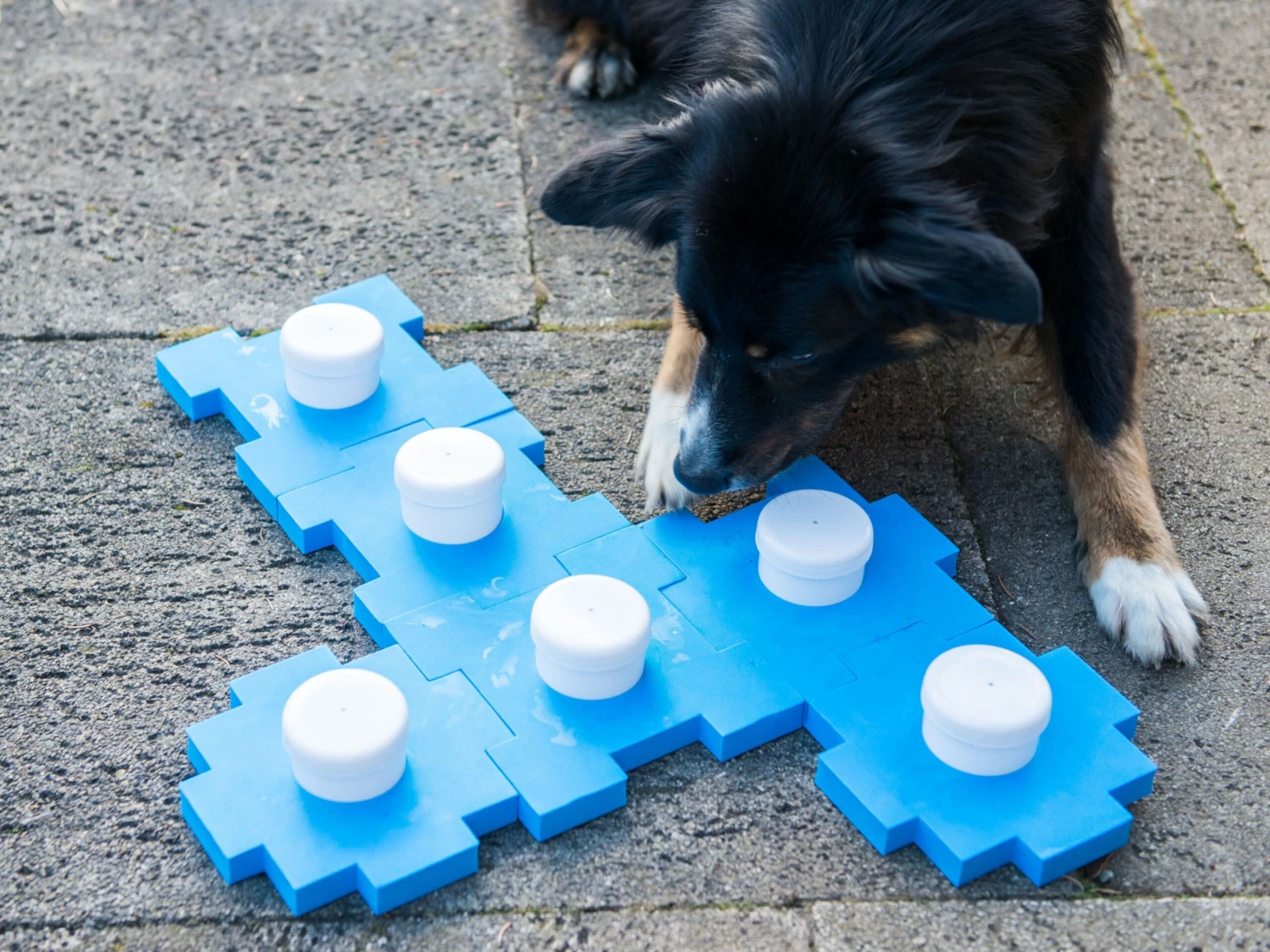 Procyon Schnüffel Würfel 7 Procyon Schnüffel Würfel – Bild 5