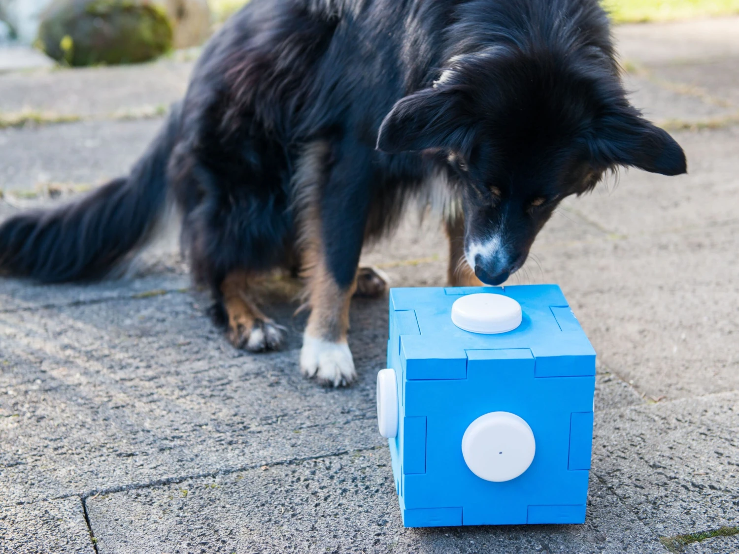 Procyon Schnüffel Würfel 8 Procyon Schnüffel Würfel – Bild 6