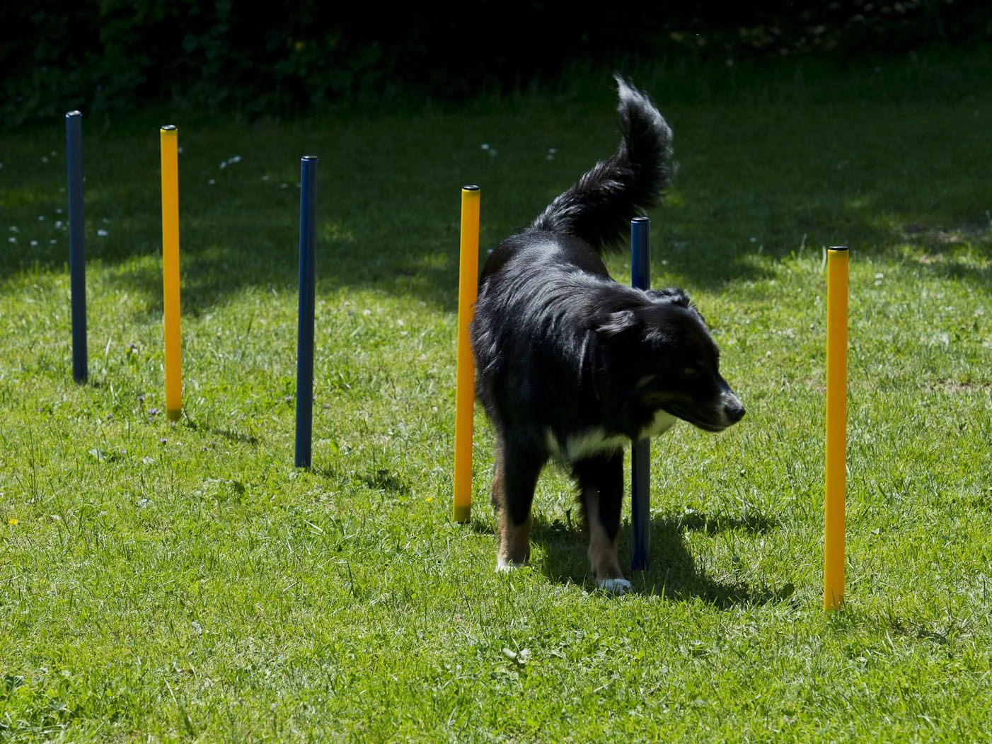 Procyon Agility Set Starter 1 Tunnel 60x152 Cm, 4 Slalomstangen 1 Sprung, 1 Boxband 5 Procyon Agility Set Starter 1 Tunnel 60x152 Cm, 4 Slalomstangen 1 Sprung, 1 Boxband – Bild 3