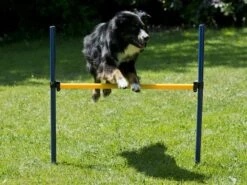 Procyon Agility Set Starter 1 Tunnel 60x152 Cm, 4 Slalomstangen 1 Sprung, 1 Boxband 10 Procyon Agility Set Starter 1 Tunnel 60x152 Cm, 4 Slalomstangen 1 Sprung, 1 Boxband -Katzen Hundebedarf Geschäft 243997 4