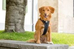 Curli Magnetic Belka Geschirr 8 Curli Magnetic Belka Geschirr -Katzen Hundebedarf Geschäft 395006 8