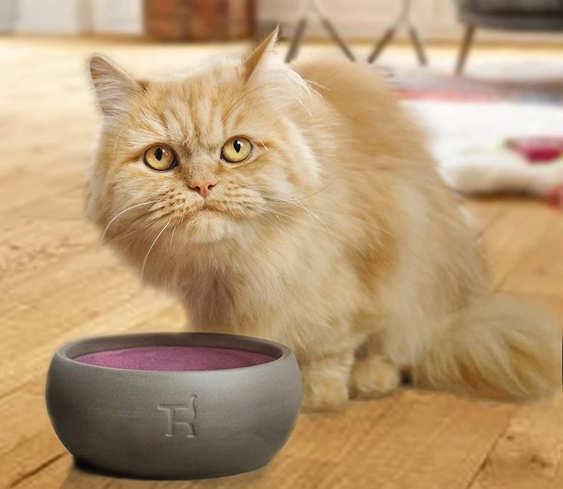 Treusinn Katzennapf PUR Beere Ø 14 Cm, H 5 Cm - 0,25 L 4 Treusinn Katzennapf PUR Beere Ø 14 Cm, H 5 Cm - 0,25 L – Bild 2