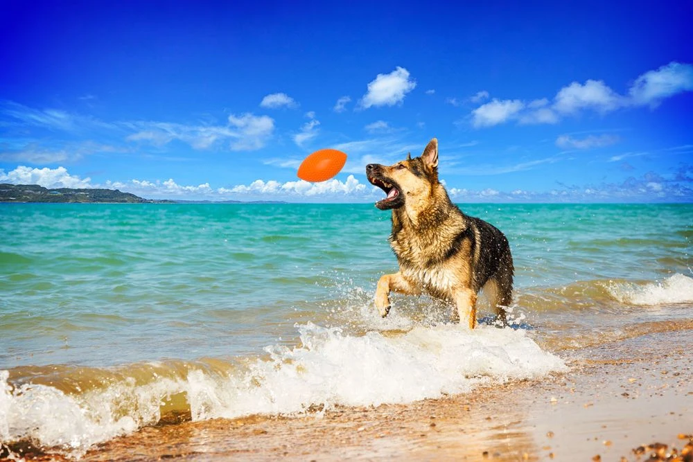 PitchDog Game Ball 9 Cm Orange 5 PitchDog Game Ball 9 Cm Orange – Bild 3