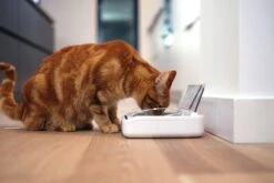 SureFeed Futterschale Luftdicht Grau Gsamtgrösse: 23.5 X 21 X 7.3 Cm Masse Schale: 10.5 X 16 X 3 Cm, 400ml -Katzen Hundebedarf Geschäft 628895 4