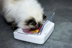 SureFeed Futterschale Luftdicht Grau Gsamtgrösse: 23.5 X 21 X 7.3 Cm Masse Schale: 10.5 X 16 X 3 Cm, 400ml -Katzen Hundebedarf Geschäft 628895 5