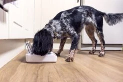 SureFeed Futterschale Luftdicht Grau Gsamtgrösse: 23.5 X 21 X 7.3 Cm Masse Schale: 10.5 X 16 X 3 Cm, 400ml -Katzen Hundebedarf Geschäft 628895 6