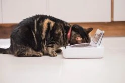 SureFeed Futterschale Luftdicht Grau Gsamtgrösse: 23.5 X 21 X 7.3 Cm Masse Schale: 10.5 X 16 X 3 Cm, 400ml -Katzen Hundebedarf Geschäft 628895 9