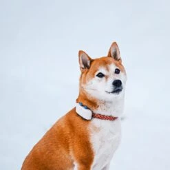 Tractive GPS Tracker Dog 4 -Katzen Hundebedarf Geschäft 629862 11