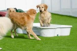 Hundepool In Pfotenform Sand 7 Hundepool In Pfotenform Sand -Katzen Hundebedarf Geschäft 7100.006 3 2