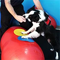 FitPAWS Bodentarget 25 Cm, 4 Stück 5 FitPAWS Bodentarget 25 Cm, 4 Stück – Bild 3