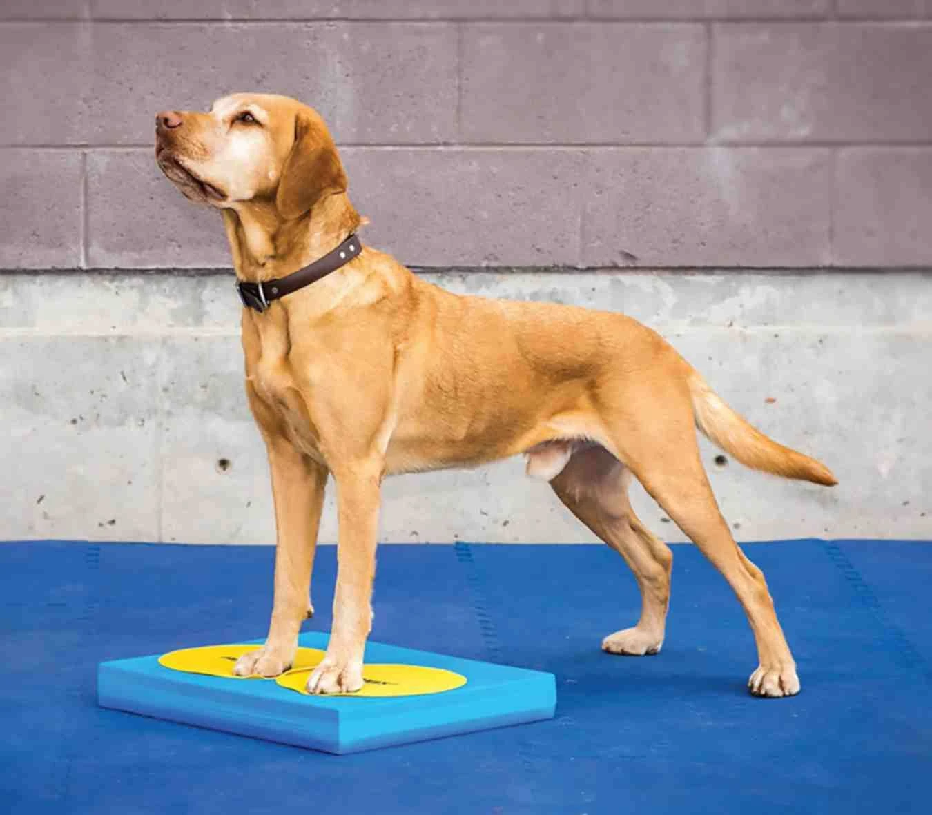 FitPAWS Bodentarget 25 Cm, 4 Stück 6 FitPAWS Bodentarget 25 Cm, 4 Stück – Bild 4