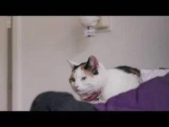 Feliway Friends Nachfüllflasche 48 Ml