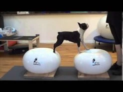 FLEXIness SensiDonut Purple 38 X 60 Cm -Katzen Hundebedarf Geschäft EoL XgKC41o 17642 sddefault