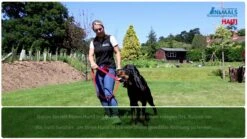 Halti Front Control Trainings- / Erziehungsgeschirr -Katzen Hundebedarf Geschäft Mbyr0XI5Gj4 32162 maxresdefault