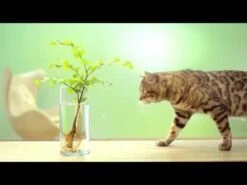 Cat's Best Original Katzenstreu -Katzen Hundebedarf Geschäft NV4hWXyTkiU 17893 hqdefault