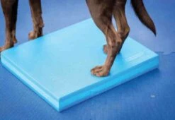FitPAWS Balance Pad Balancematratze 38 X 46.5 X 5 Cm -Katzen Hundebedarf Geschäft PT3003 5