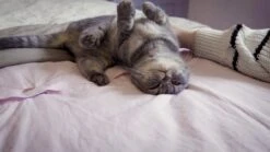 SureFlap Katzenklappe CONNECT Weiss Klappenöffnung: 142 X 120 Mm -Katzen Hundebedarf Geschäft RMTKUcUj7EI maxresdefault