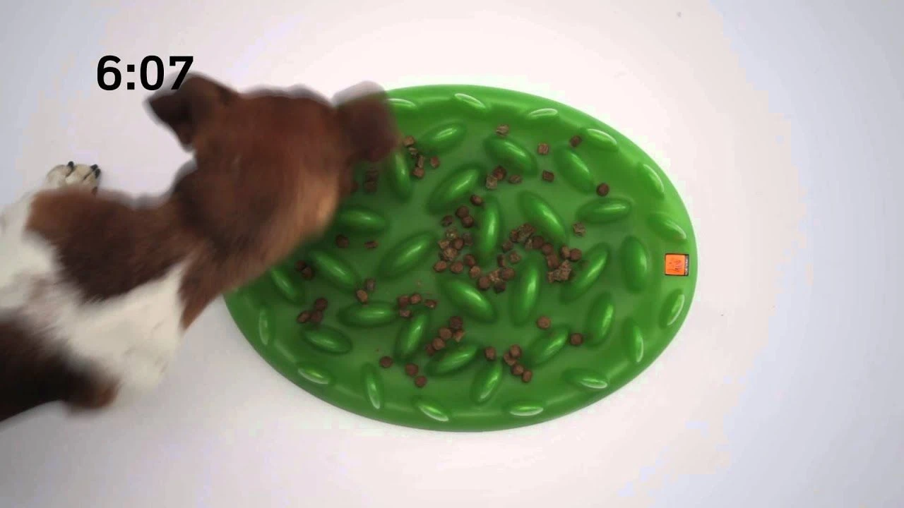 Antischling Futternapf Grün 40 X 30 X 10 Cm 13 Antischling Futternapf Grün 40 X 30 X 10 Cm – Bild 11