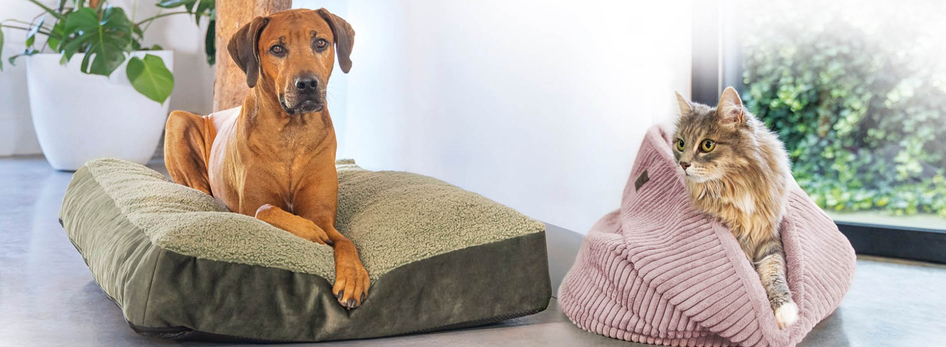 Katzen Hundebedarf Geschäft -Katzen Hundebedarf Geschäft dfgdg