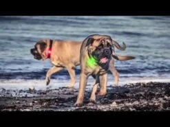 Orbiloc Karabiner -Katzen Hundebedarf Geschäft kVCrV5ETCG4 17750 hqdefault