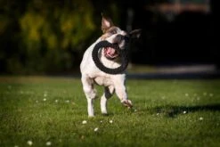 Laboni Hundespielzeug Ringo Ring 22 X 22 X 3 Cm -Katzen Hundebedarf Geschäft lab12200 3