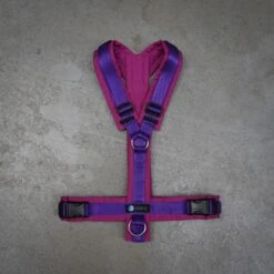 Anny-X Geschirr LE Fun Beere/veilchen