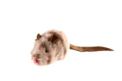 GiGwi Melody Chaser Maus 9 X 5 Cm -Katzen Hundebedarf Geschäft q7000 3