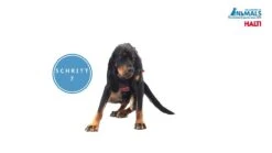 Halti Front Control Trainings- / Erziehungsgeschirr -Katzen Hundebedarf Geschäft yGk8y5OtNfU 32158 maxresdefault